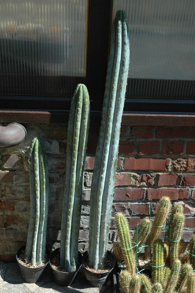 Cactus : Trichocereus macrogonus, Huis en Inrichting, Ophalen, Cactus, Minder dan 100 cm, Volle zon