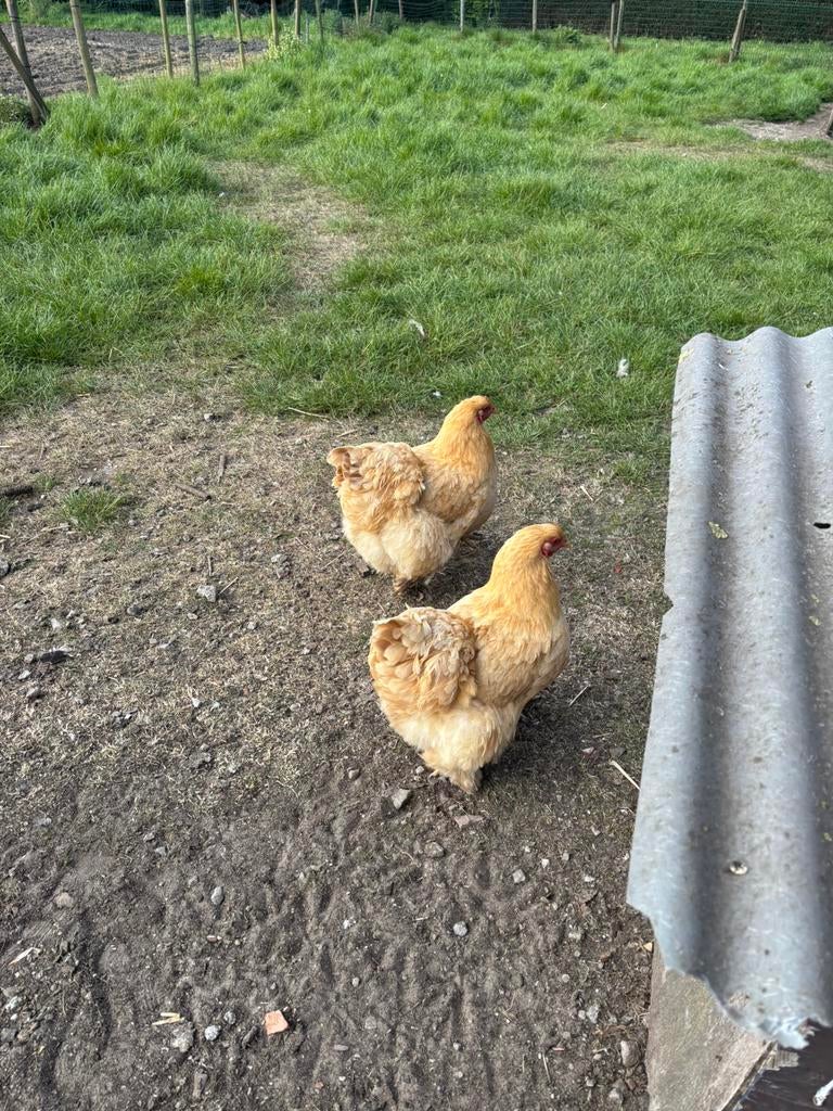 Kuikens van de Cochin Buff groothoender kip., Kip