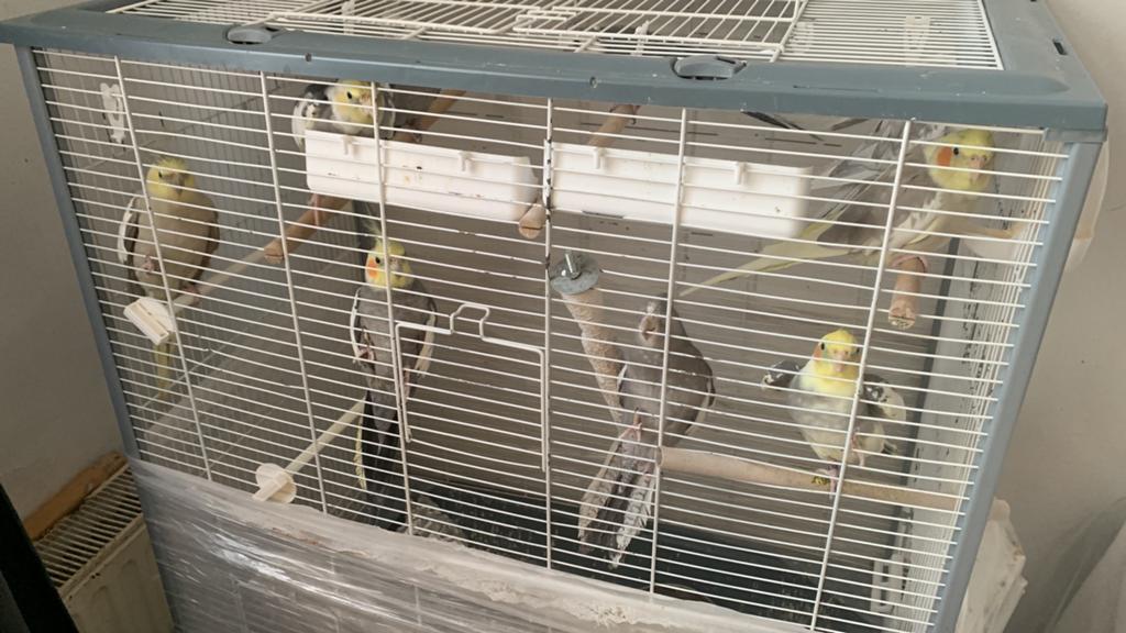 Calopsitte . Famille calopsite a vendre avec la cage, Mâle