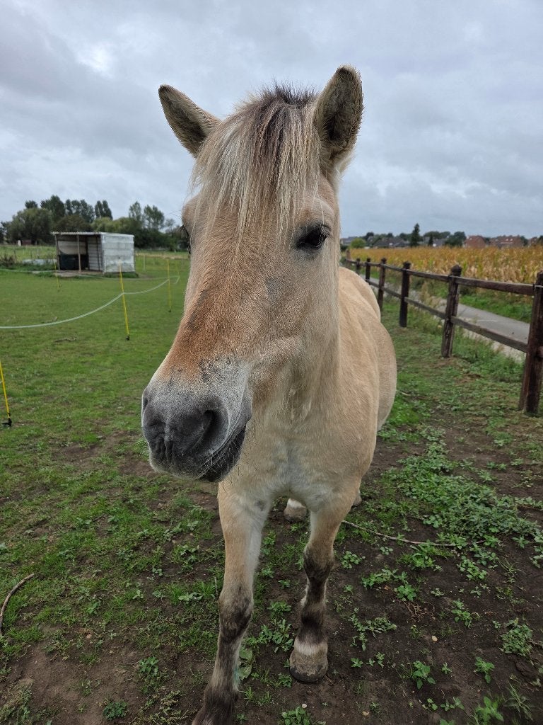 Gezocht grote pony/paard, Dieren en Toebehoren