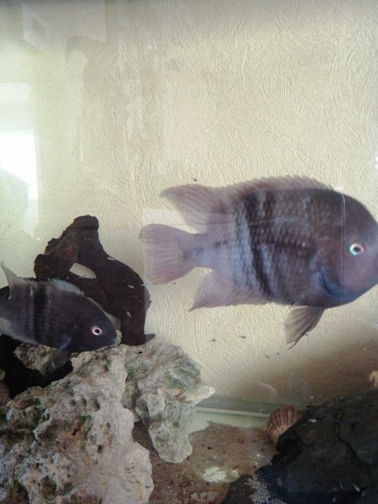 Vissen Costa Rica, Dieren en Toebehoren, Vis, Zoetwatervis
