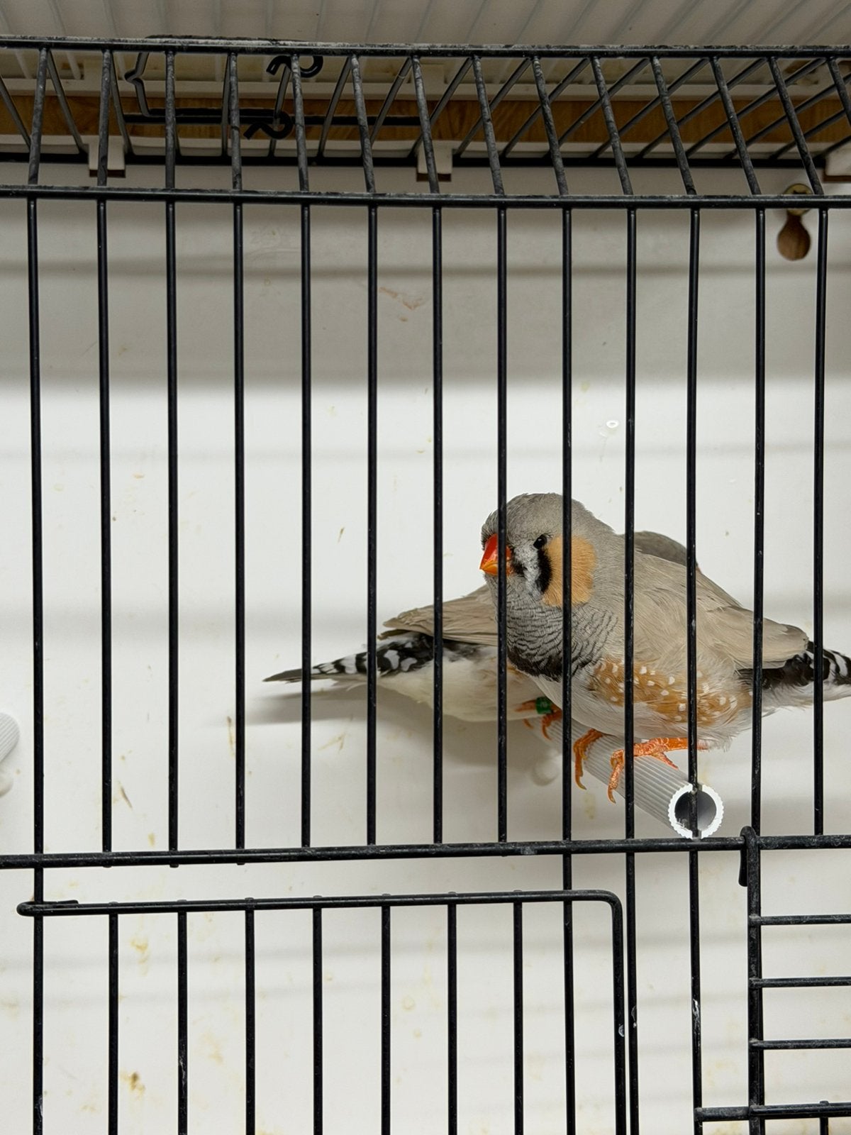 2 grote bleekrug mannen (engels bloed), Mannelijk, Tropenvogel, Geringd