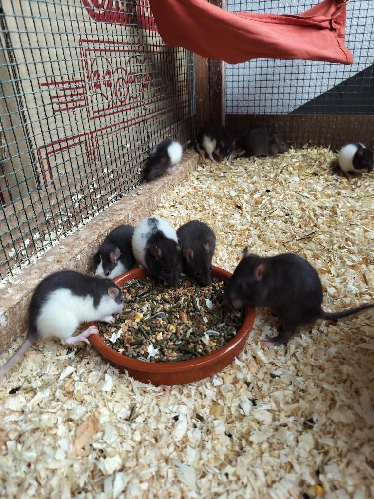 Tamme ratjes, Animaux & Accessoires, Rongeurs, Rat, Mâle, Domestique, Janvier