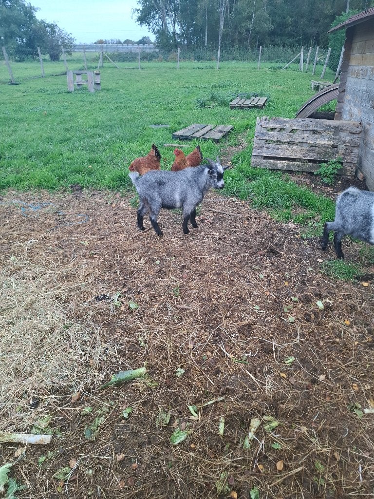 Dwerggeit, Dieren en Toebehoren, Mannelijk, Geit, 0 tot 2 jaar