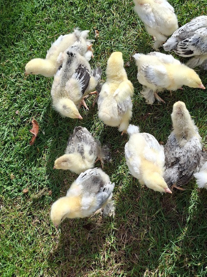 Brahma Columbia Chicks blanc/noir, Sexe inconnu, Poule ou poulet