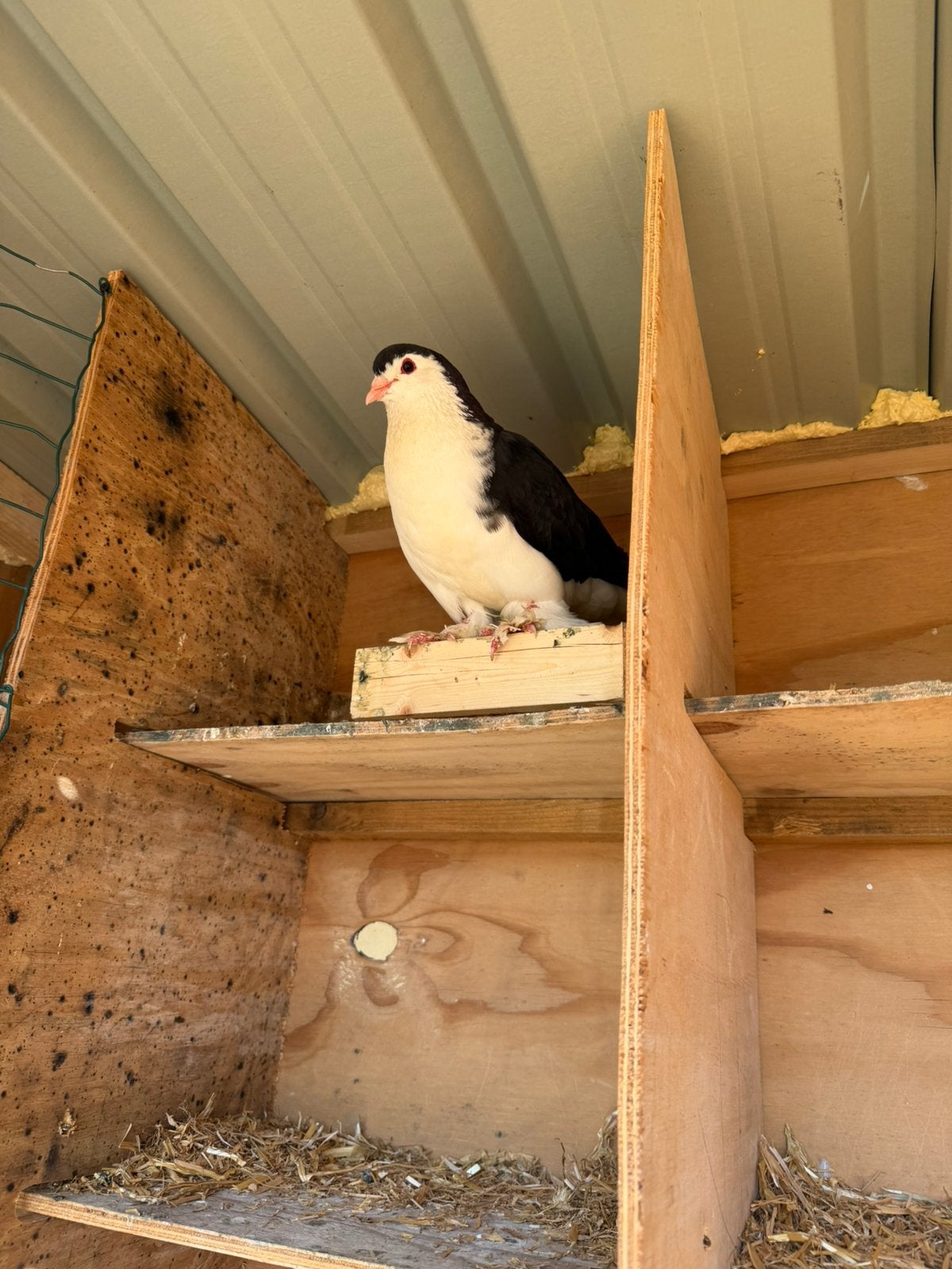 LAHORE-DUIVEN TE KOOP, Dieren en Toebehoren, Vogels | Duiven