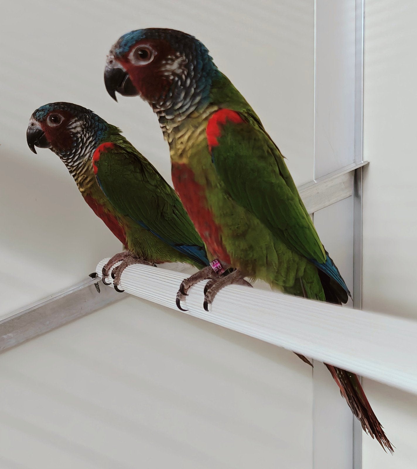 Pyrrhura emma koppel, Dieren en Toebehoren, Geringd