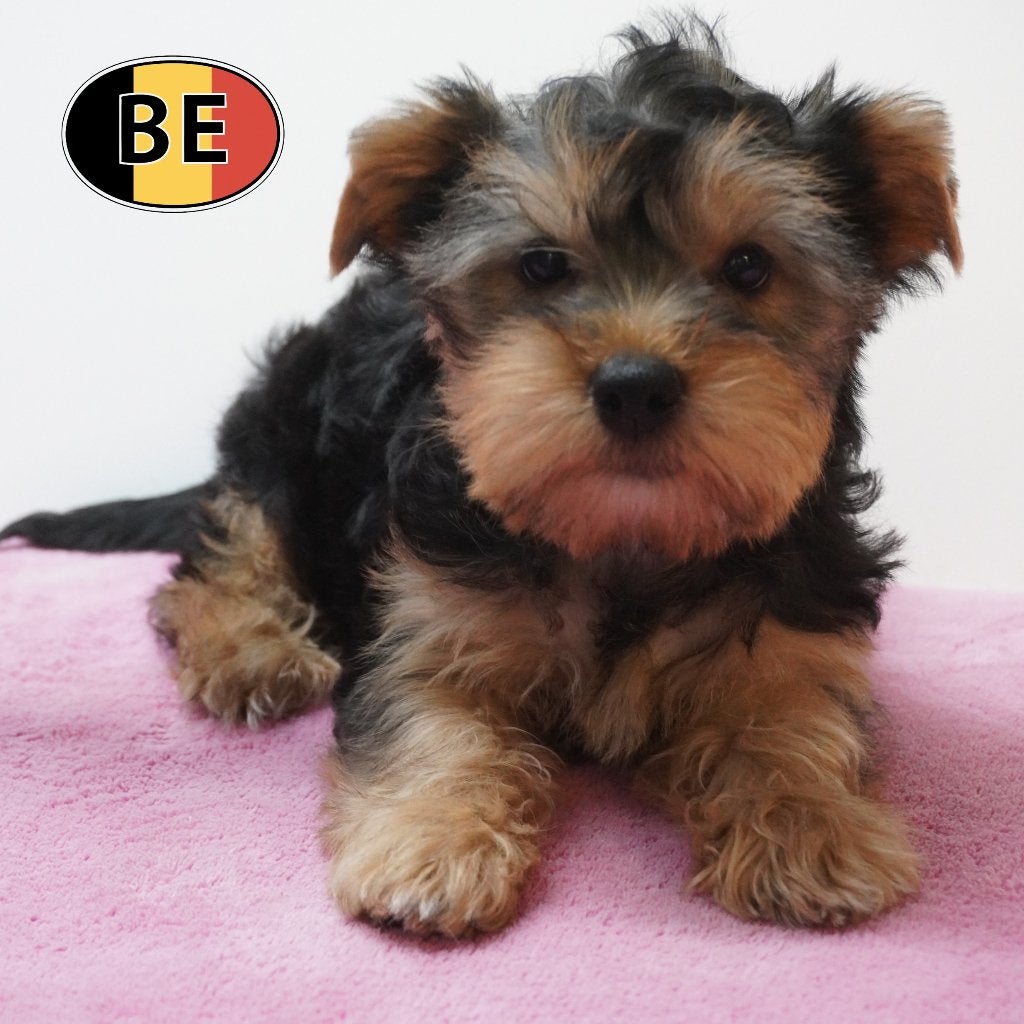 Yorkshire pups vol levensvreugdete koop, Yorkshire Terriër, België, Handelaar, CDV (hondenziekte)