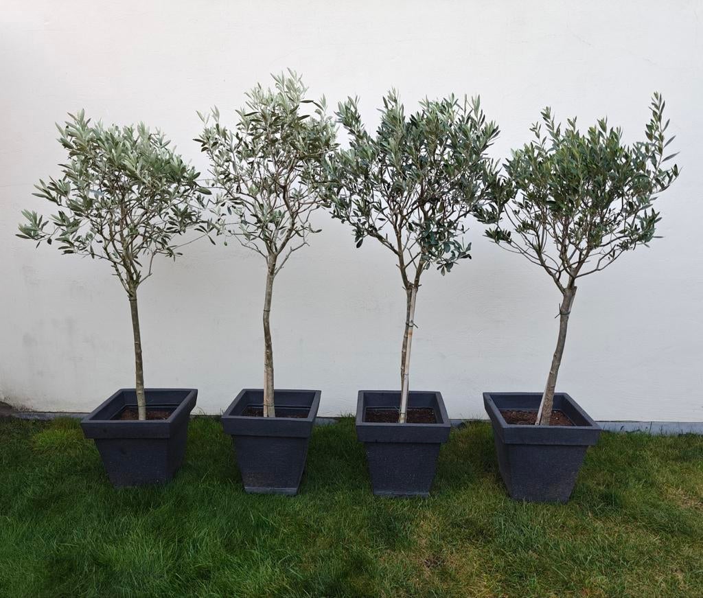 Olijfbomen 4 stuks (prijs is per stuk), Tuin en Terras, Ophalen