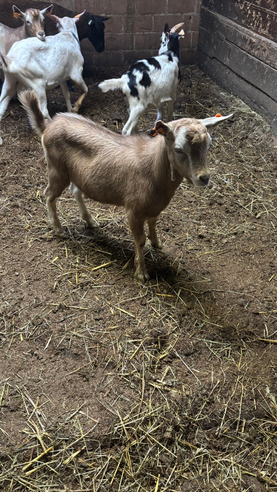 toggenburger,saanen en bonte bokken, Dieren en Toebehoren, Mannelijk, Geit, 0 tot 2 jaar