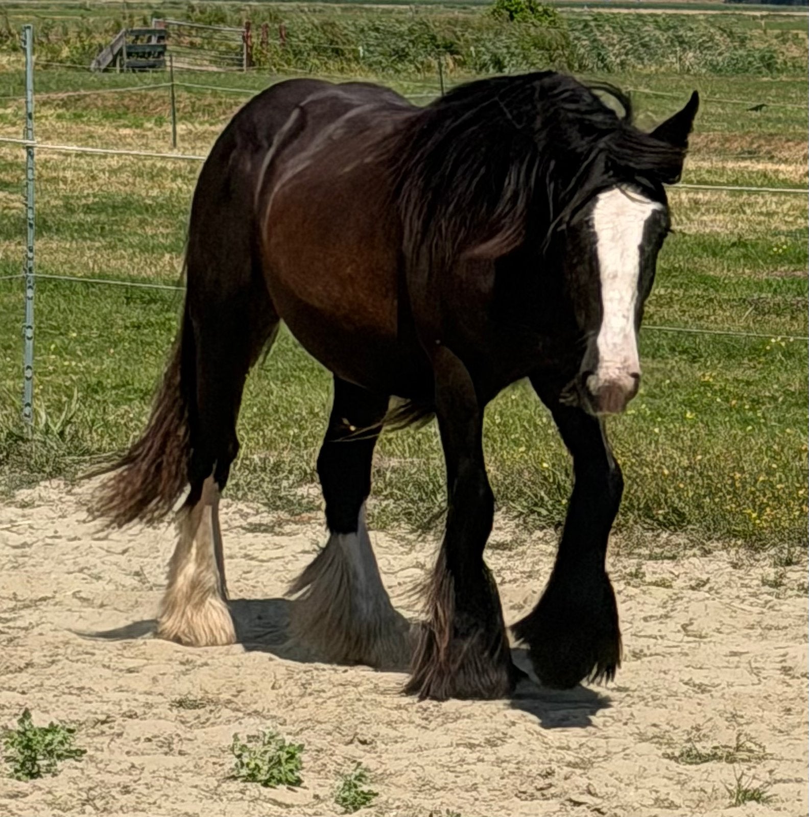 ️BIJZONDERE KANS VOOR DE ECHTE GYPSY LIEFHEBBER!️, Dieren en Toebehoren, Merrie