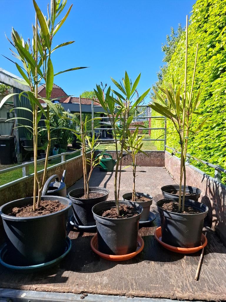 Jonge Oleander planten, Tuin en Terras, Volle zon, Vaste plant, Zomer, Ophalen