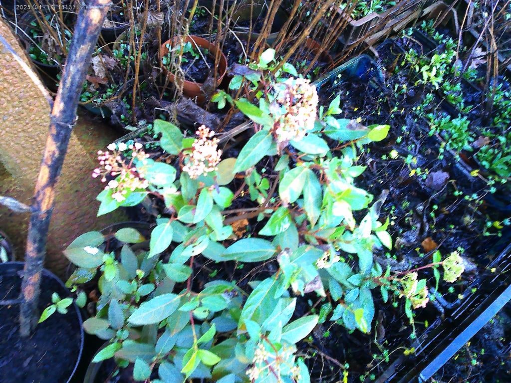 Viburnum en ander planten van hobbykweek, Ophalen, Vaste plant, Bodembedekkers, Volle zon