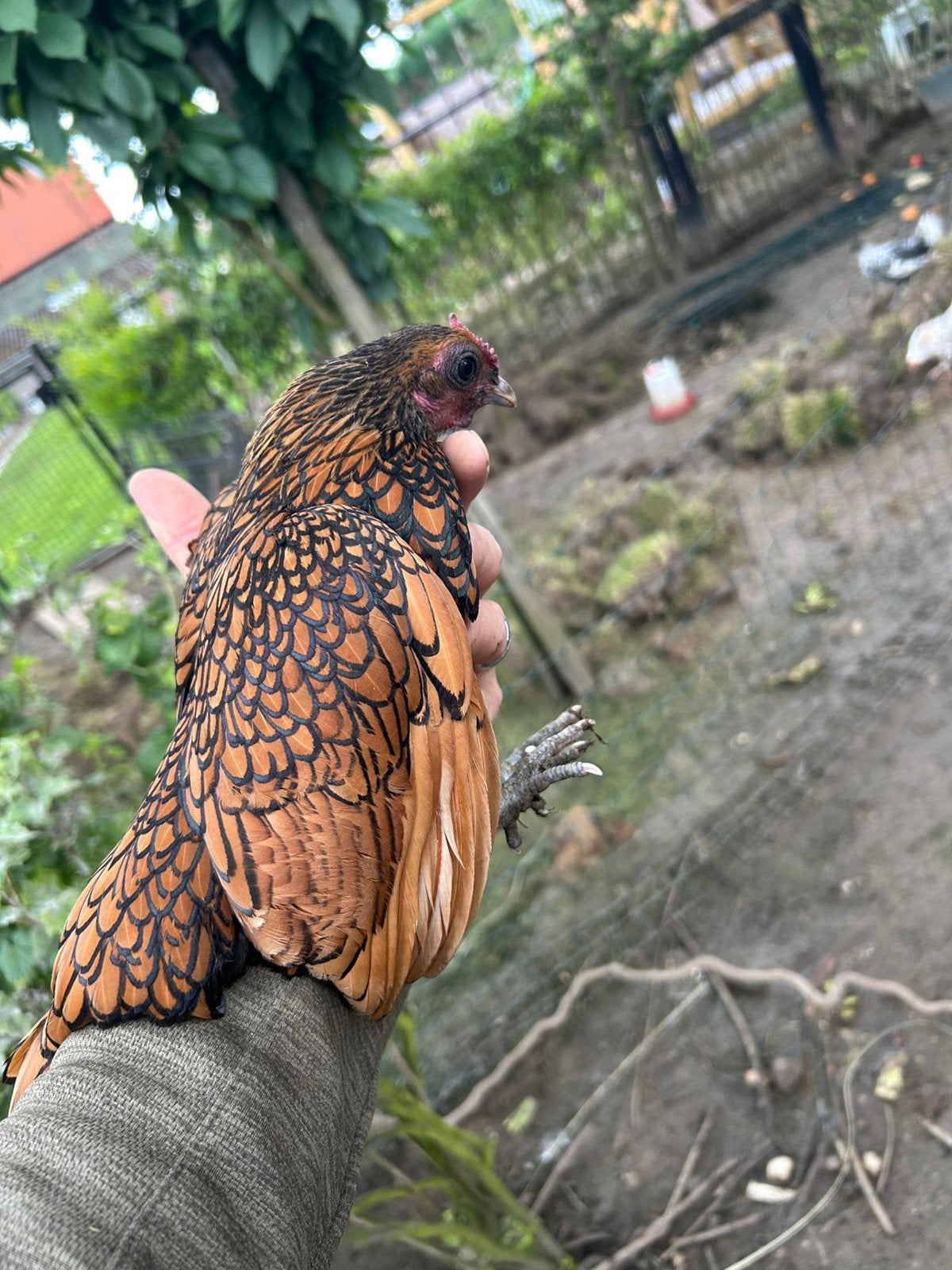 Sebright hen, Dieren en Toebehoren