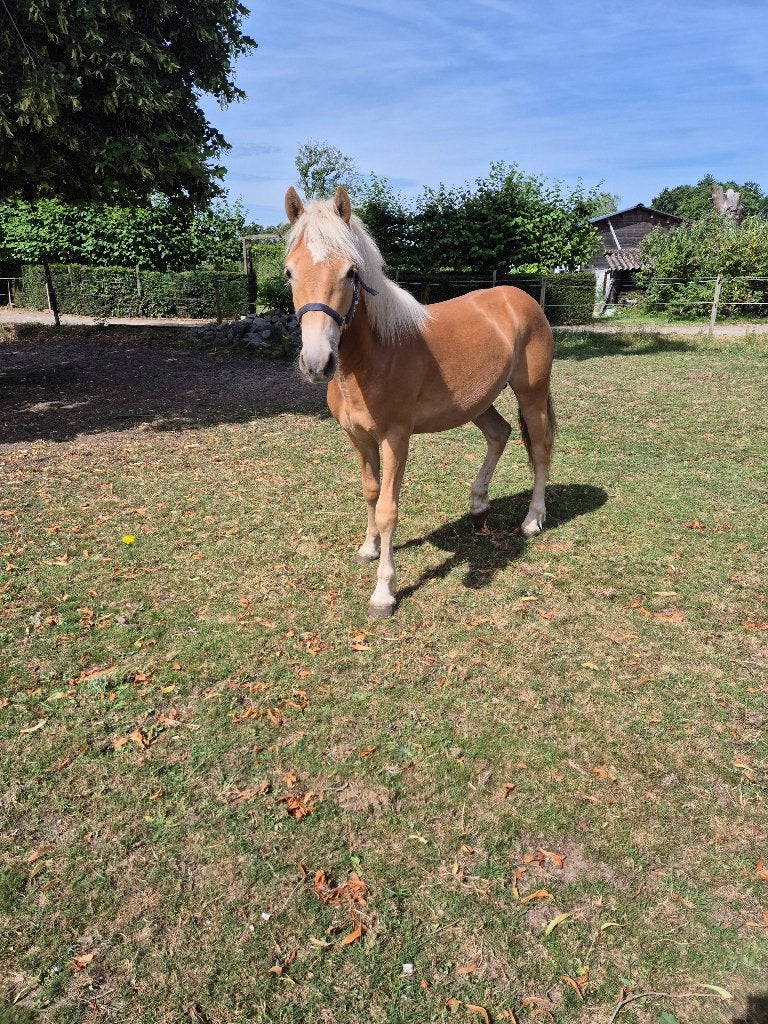 Haflinger te koop, Dieren en Toebehoren, Paarden, Hengst, Onbeleerd, Minder dan 160 cm, 0 tot 2 jaar, Recreatiepaard, Met stamboom