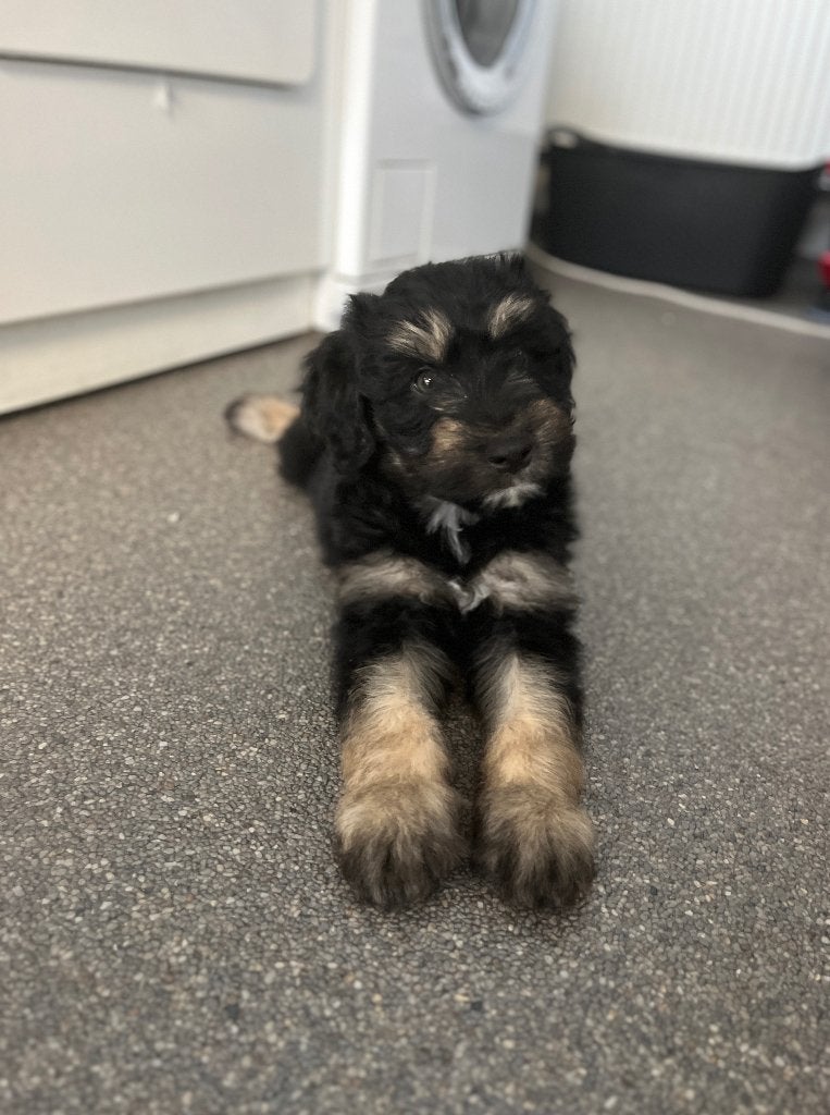 Beaux chiots doodle moyenne (berger australien x caniche), Animaux & Accessoires, Caniche, Maladie de Carré (chiens), Plusieurs