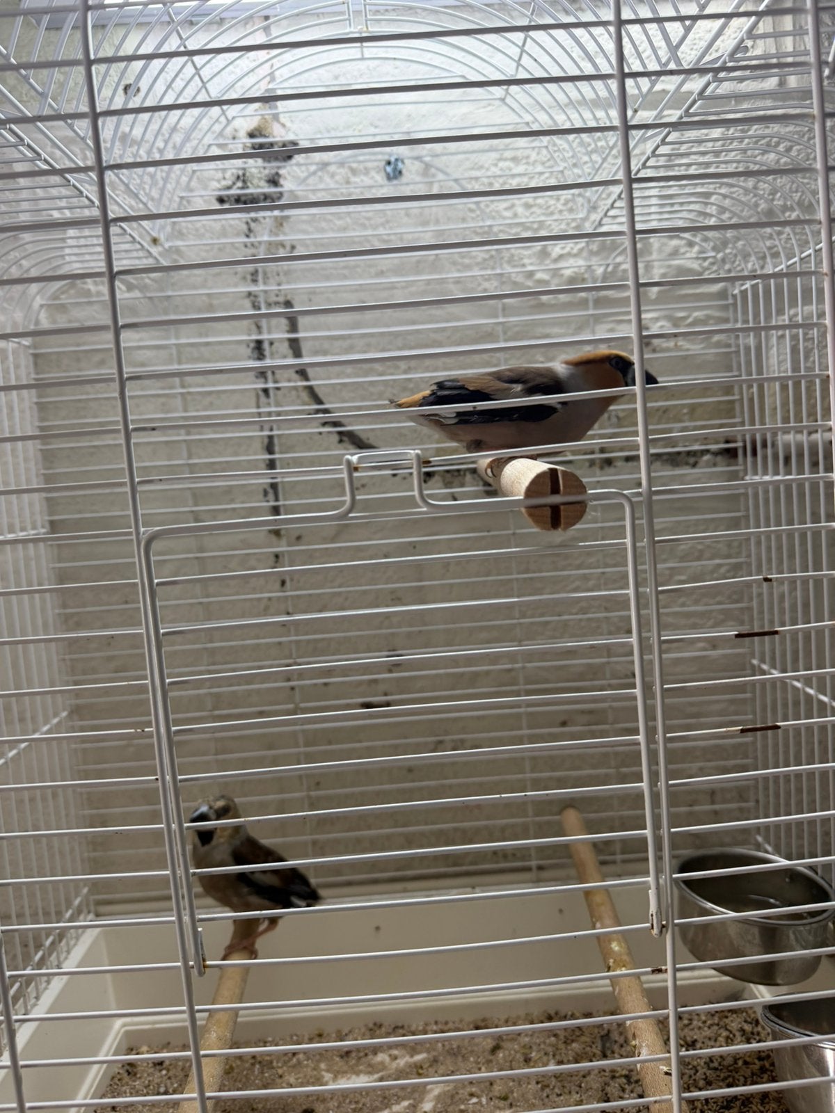 Gros bec, Dieren en Toebehoren, Vogels | Kanaries
