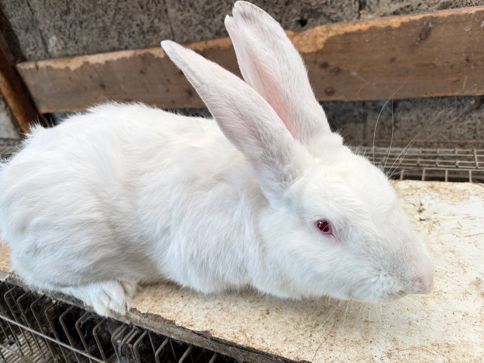 Rammelaar te koop, Dieren en Toebehoren