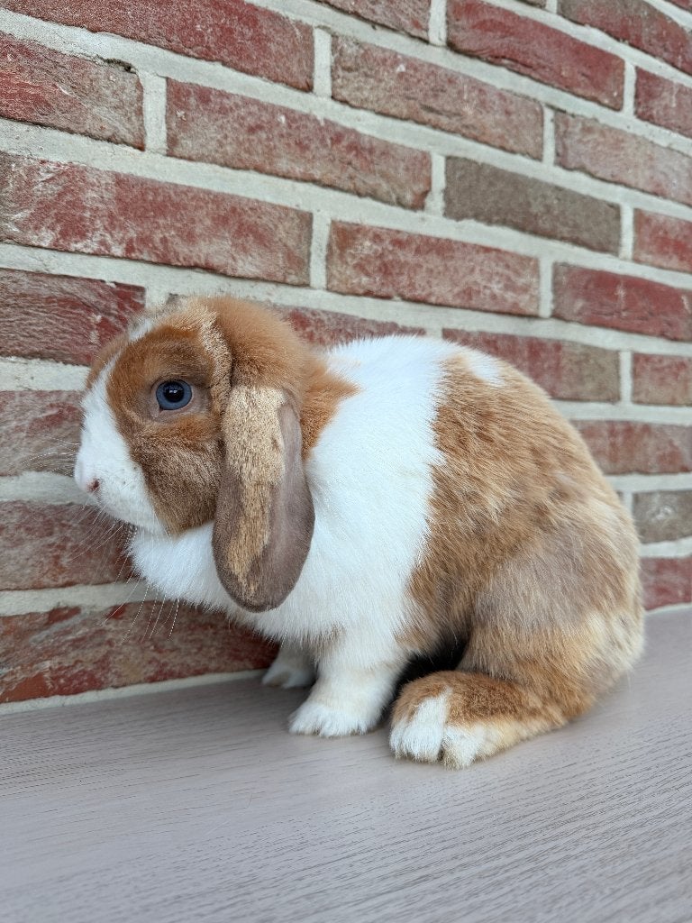 Lieve Minilop voedster (vrouwtje konijn) zoekt nieuwe thuis, Dieren en Toebehoren, Konijnen, Vrouwelijk, Middelgroot, Hangoor