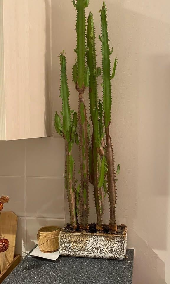 cactus en pot, Huis en Inrichting, Kamerplanten, Ophalen, Halfschaduw, Minder dan 100 cm, Groene kamerplant