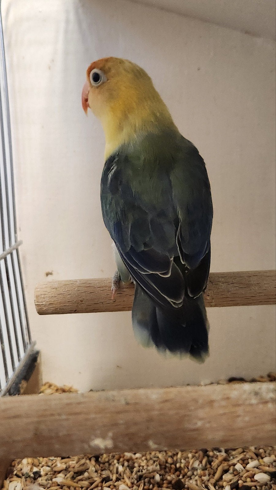 Violet opaline fischeri dwergpapegaai, Dieren en Toebehoren