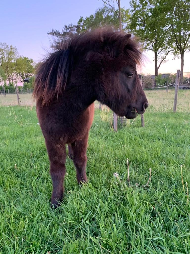 Hele brave jaarling, Jument, Poney A (jusqu'à 1.17 m), Avec pedigree, 0 à 2 ans