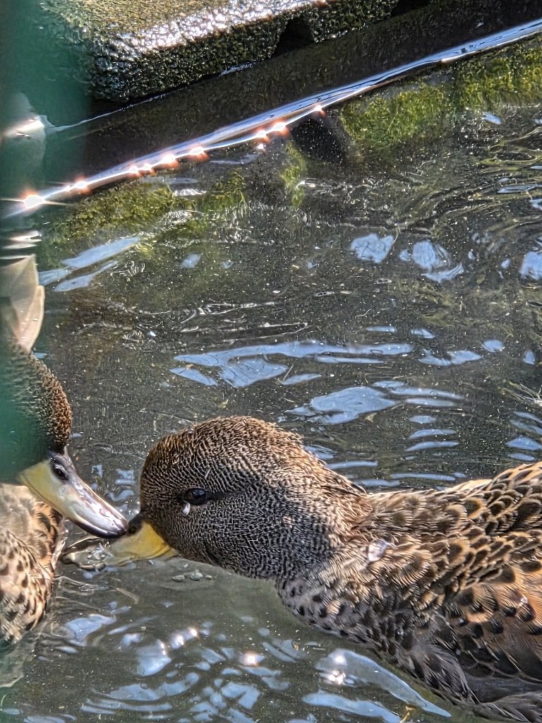 Eenden, Dieren en Toebehoren