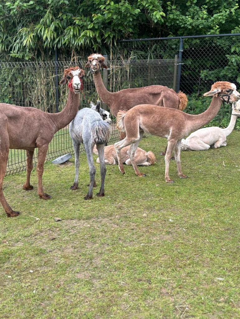 Scheren van schapen lama’s en alpaca’s, Dieren en Toebehoren, Schapen, Geiten en Varkens