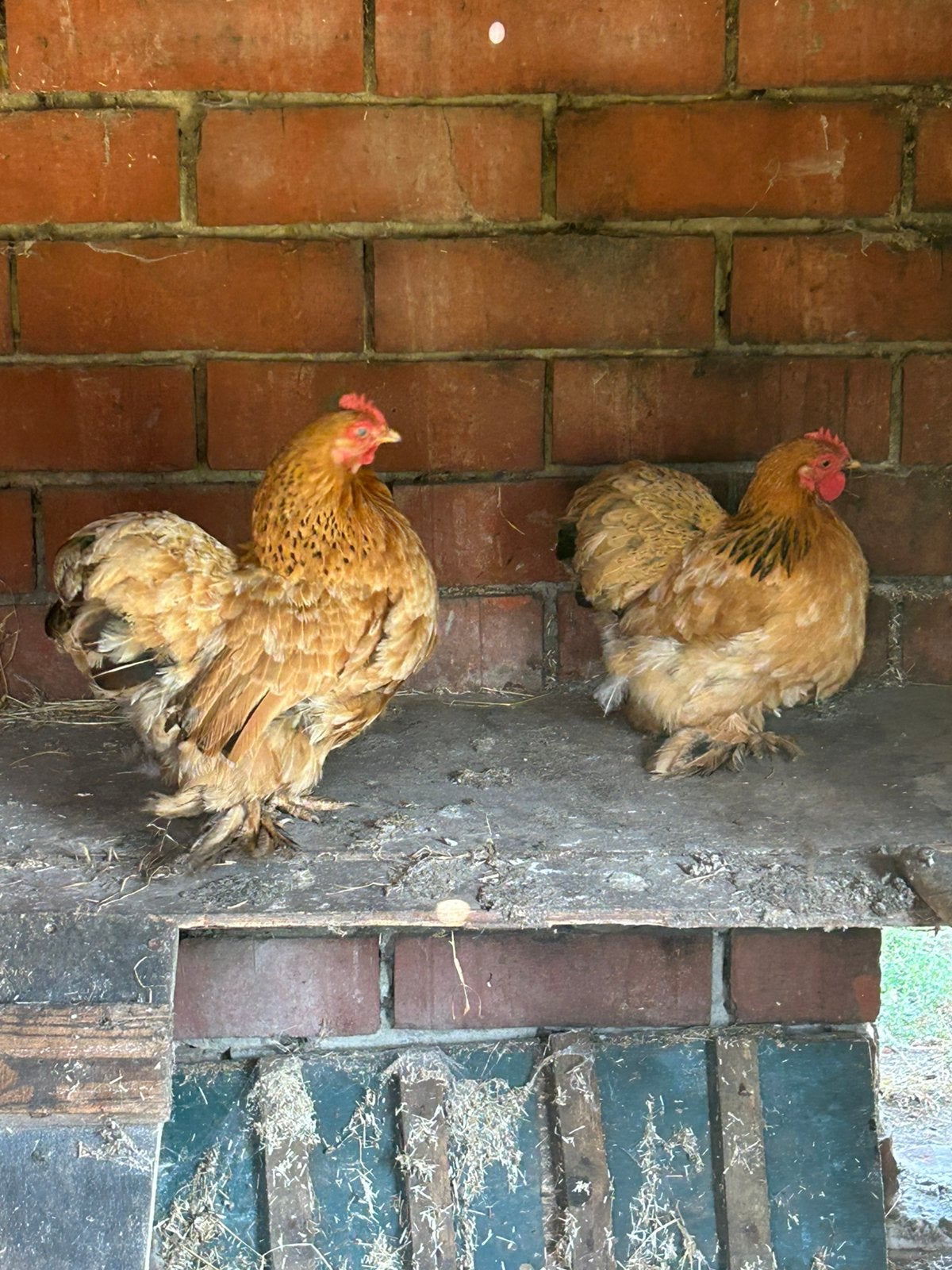 2 cochin kriel kippen. Bruin, Dieren en Toebehoren, Pluimvee