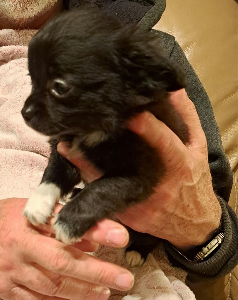 Nog 2 fantastisch mooie teefjes chihuahuatjes vanaf  750€, Parvo, België, Fokker | Hobbymatig, 8 tot 15 weken