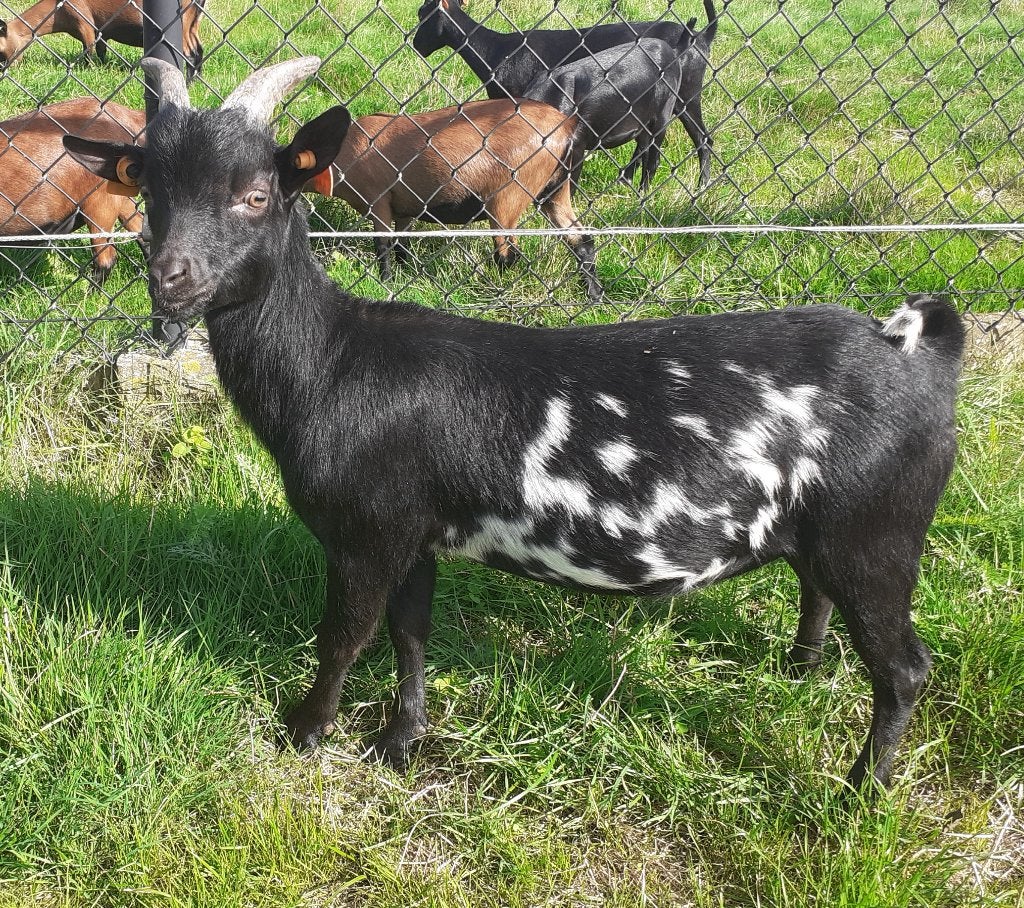 dwerggeiten, Dieren en Toebehoren, Mannelijk, Geit, 0 tot 2 jaar