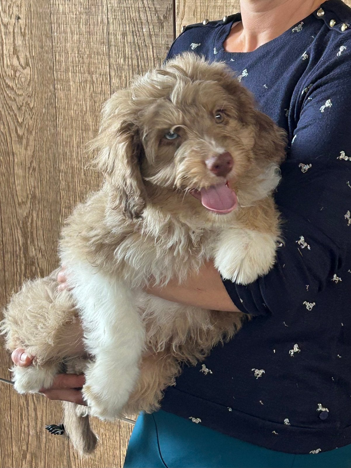 Aussiedoodle reutjes, Dieren en Toebehoren, Honden | Chihuahua's en Gezelschapshonden, België, 8 tot 15 weken, CDV (hondenziekte)