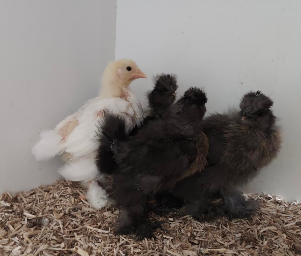 Usa zijdehoen hen kuikens + Brahma hen kuiken, Vrouwelijk, Kip