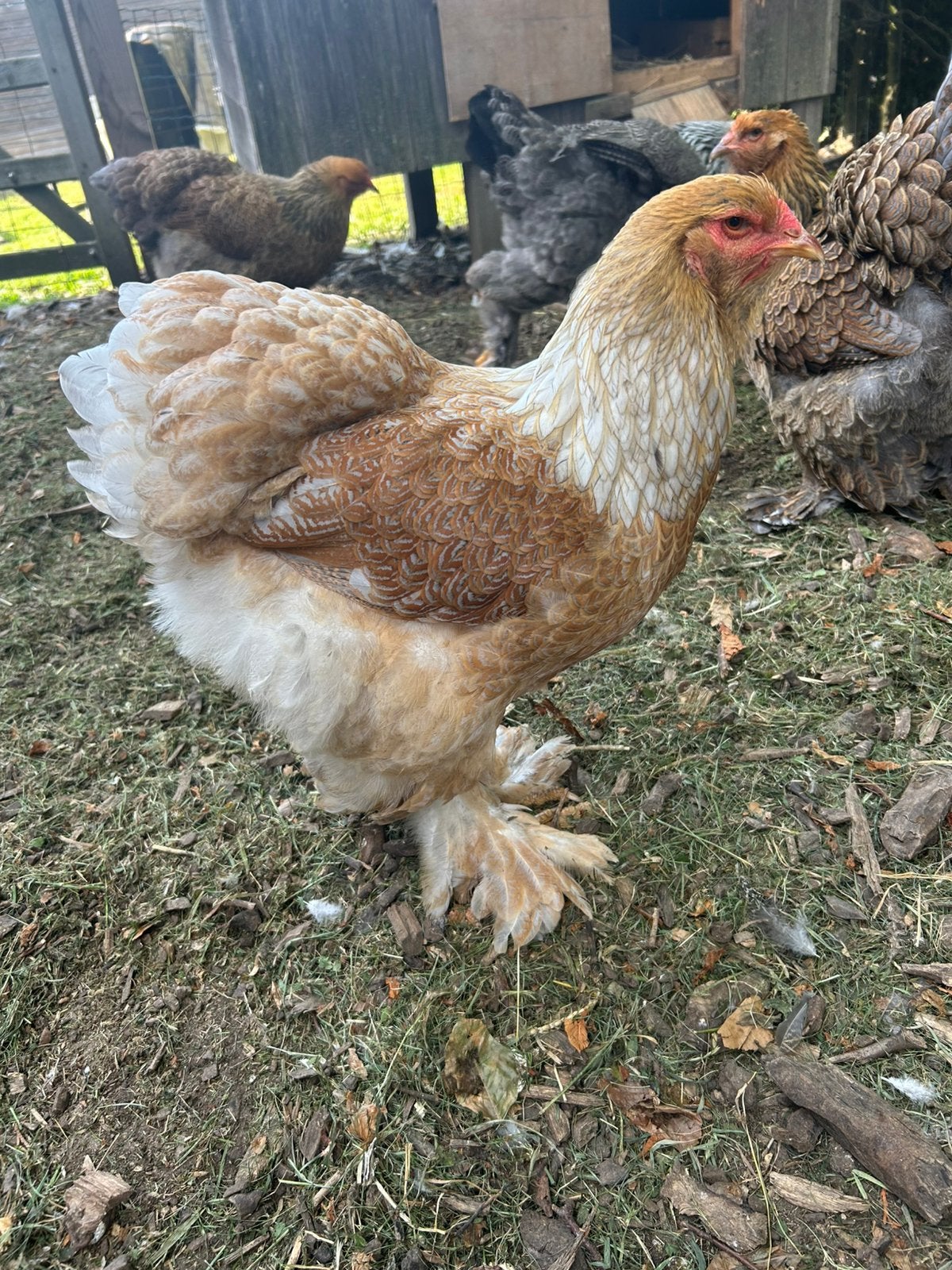 Brahma splach hennetje te koop van tt., Vrouwelijk, Kip