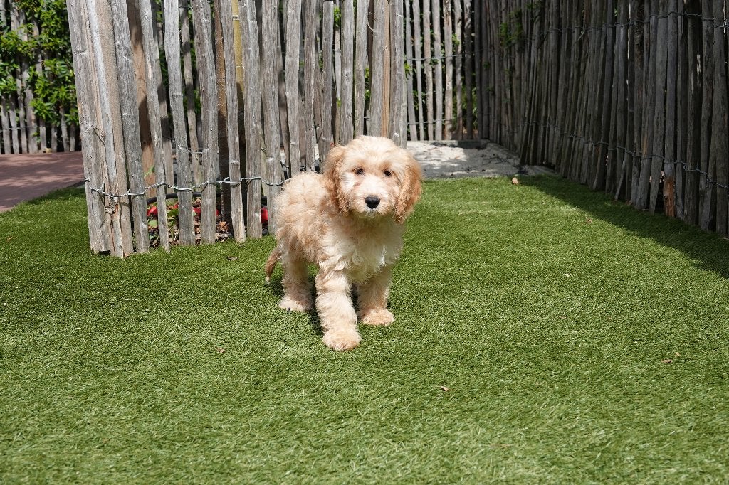 Prachtige Abrikoze en zwarte Cockapoo pups, België, Overige rassen, CDV (hondenziekte), 8 tot 15 weken