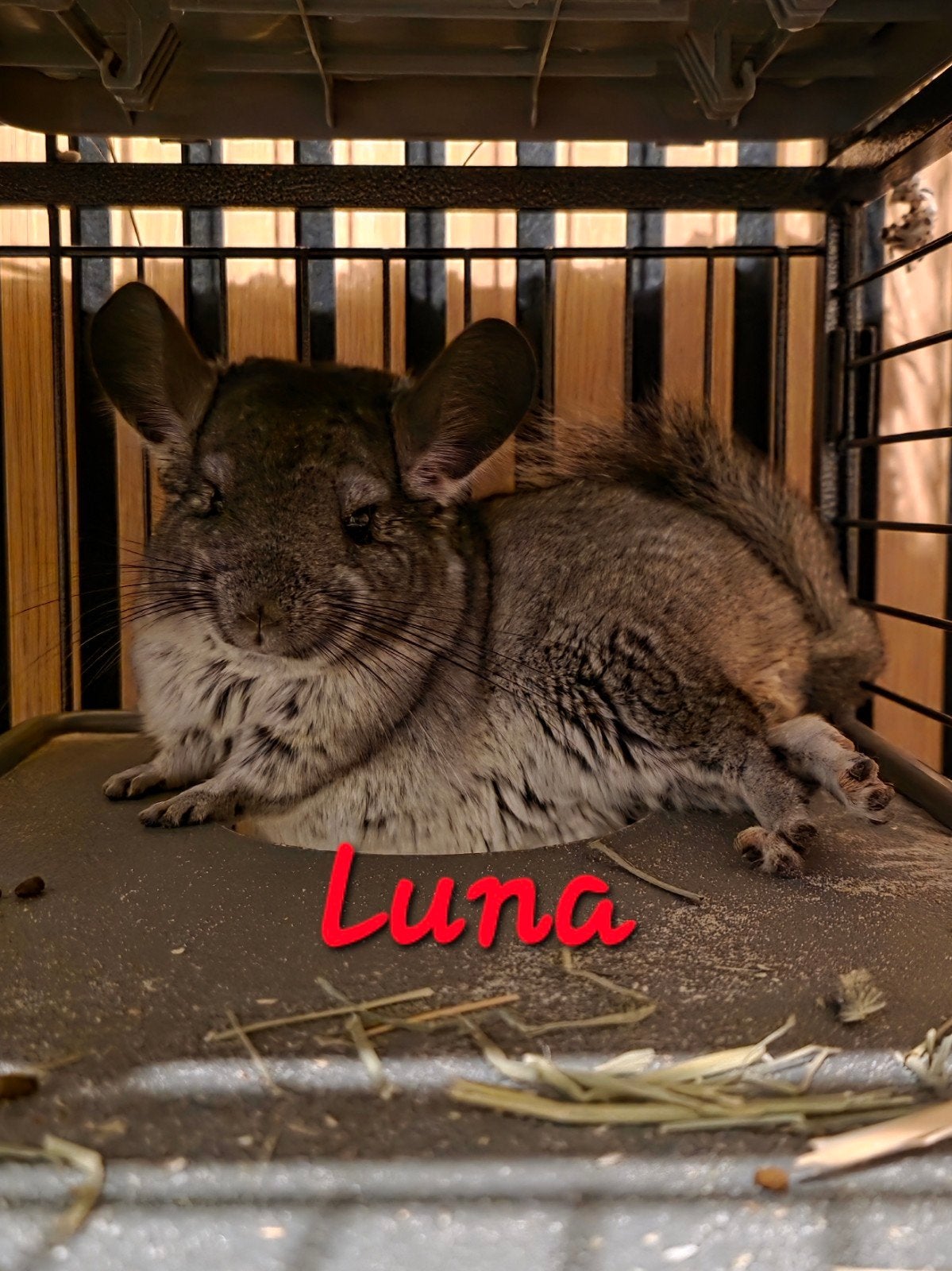 2 tamme chinchilla’s samen + jonge chinchilla apart, Lapin ou Rongeur