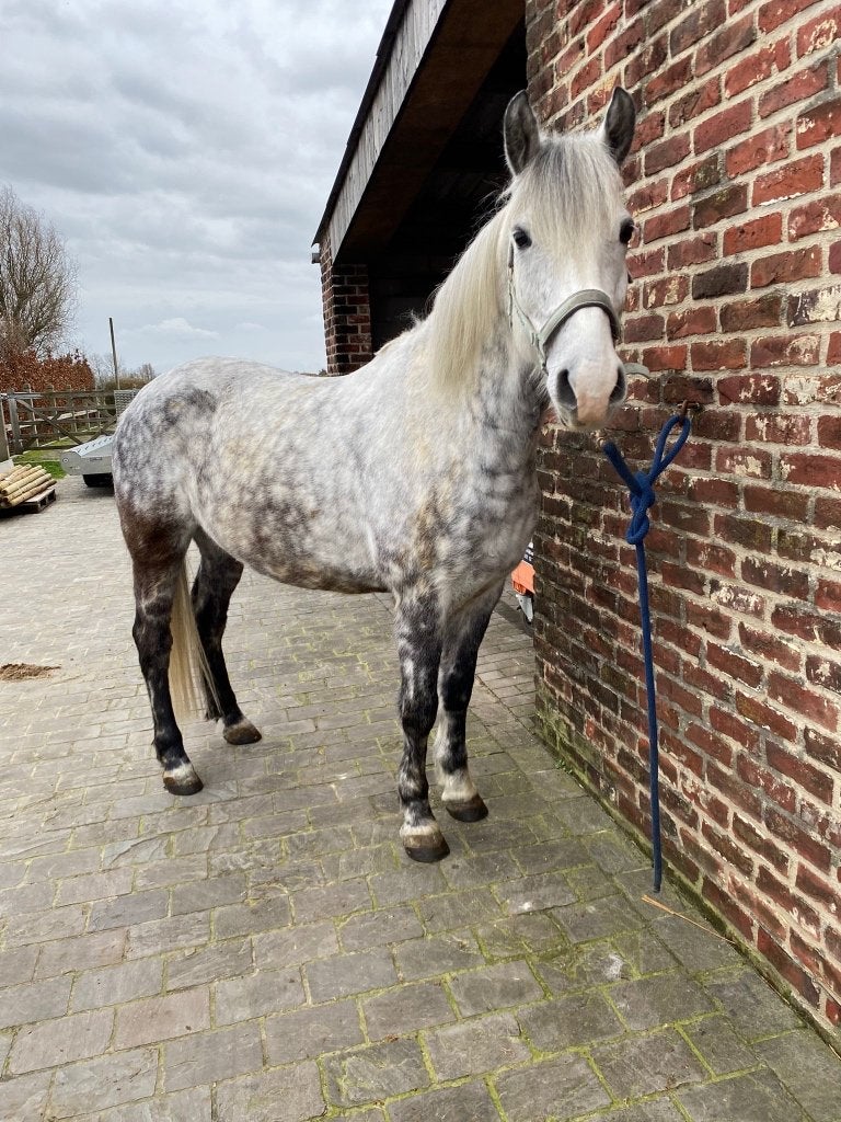 Te koop 10 jarige springpony, ruin 1,46m, Dieren en Toebehoren, Gechipt, Ruin, M, Springpony