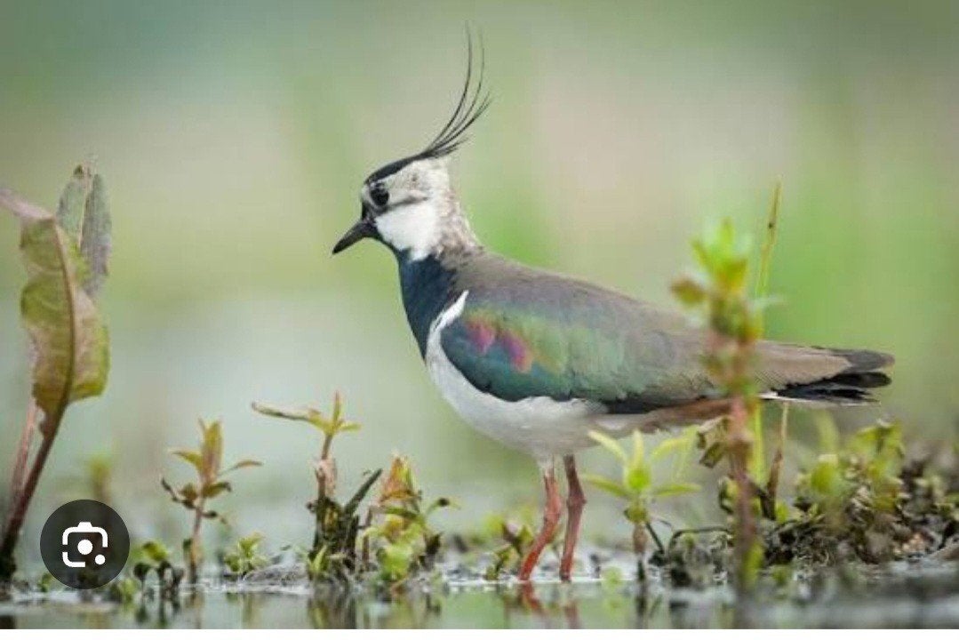 europese kievit, Meerdere dieren, Geringd