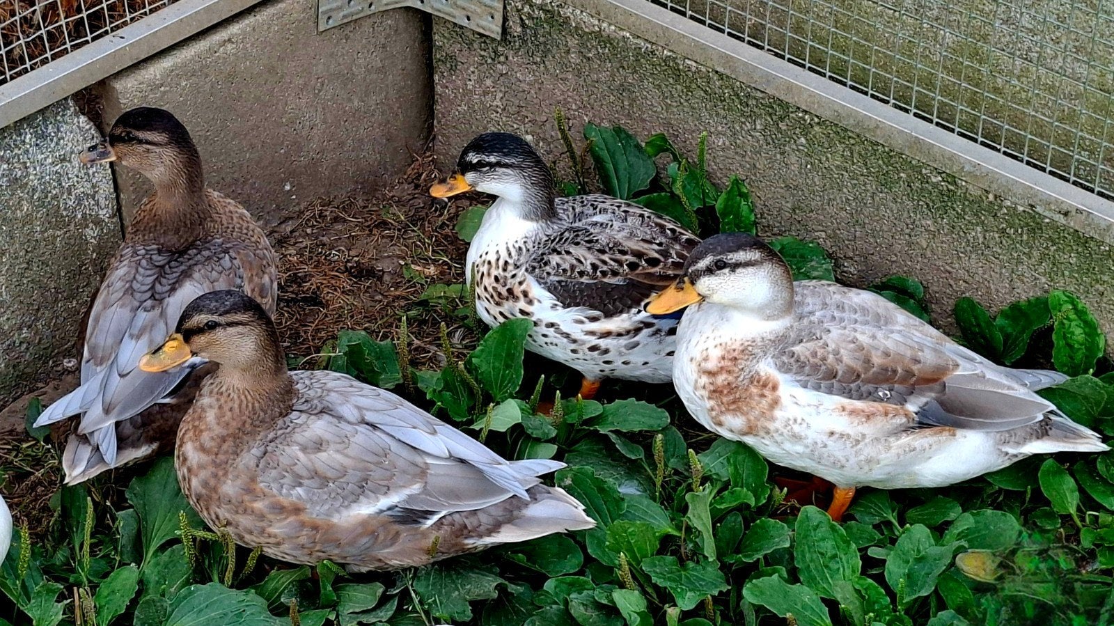Hollandse kwakers, Sexe inconnu, Canard