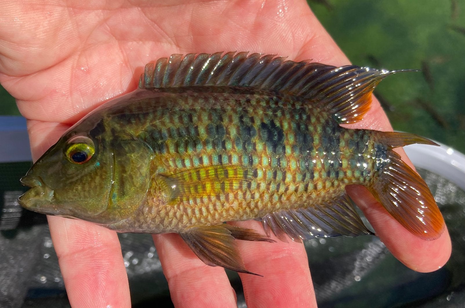 Australoheros ‘red Ceibal’, Poisson d'eau douce