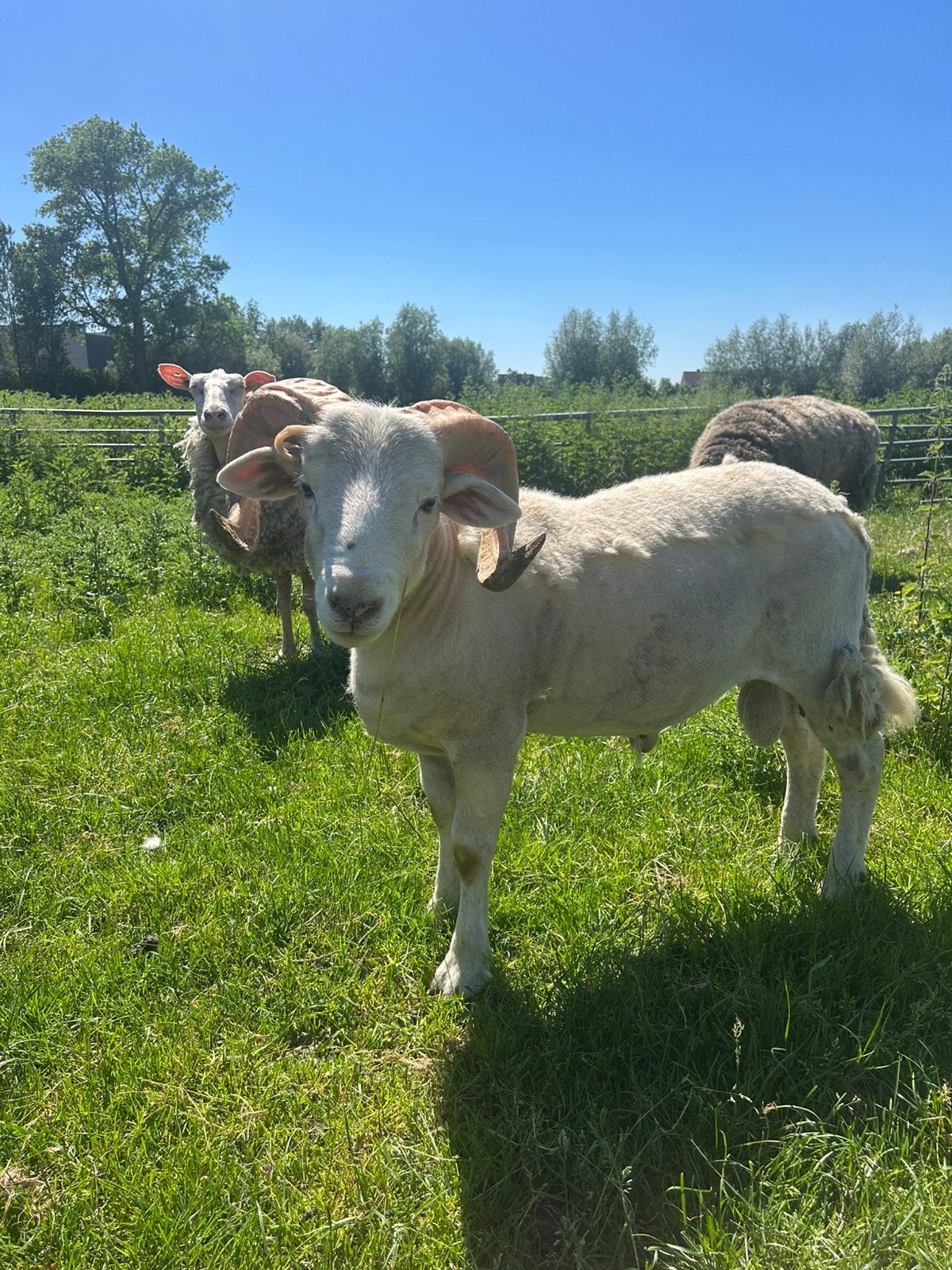 5 zware bokken, Dieren en Toebehoren, Schapen, Geiten en Varkens