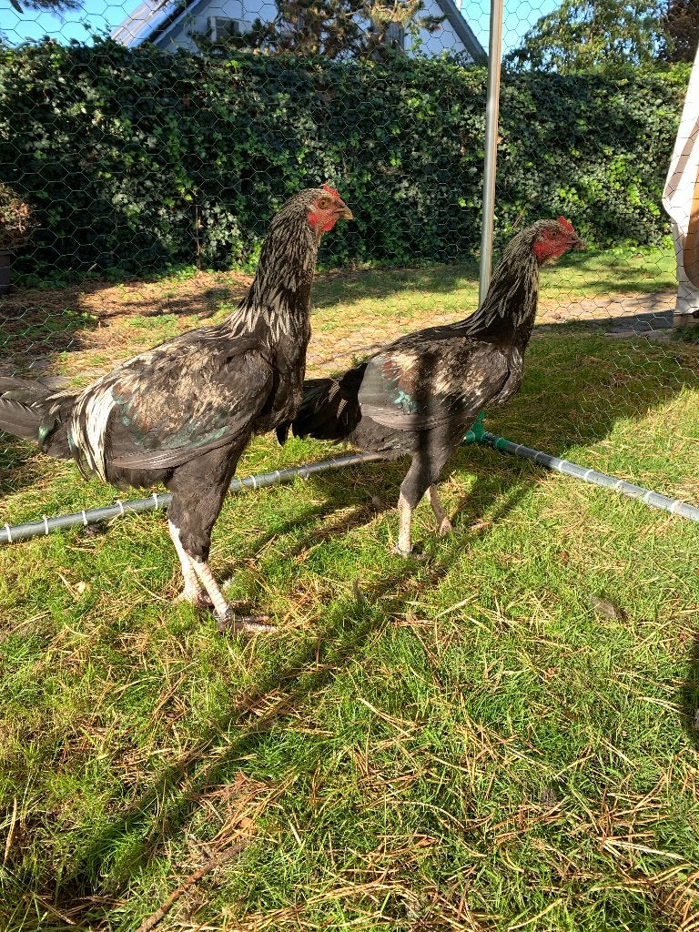 Tiense vechters, Dieren en Toebehoren, Mannelijk, Kip