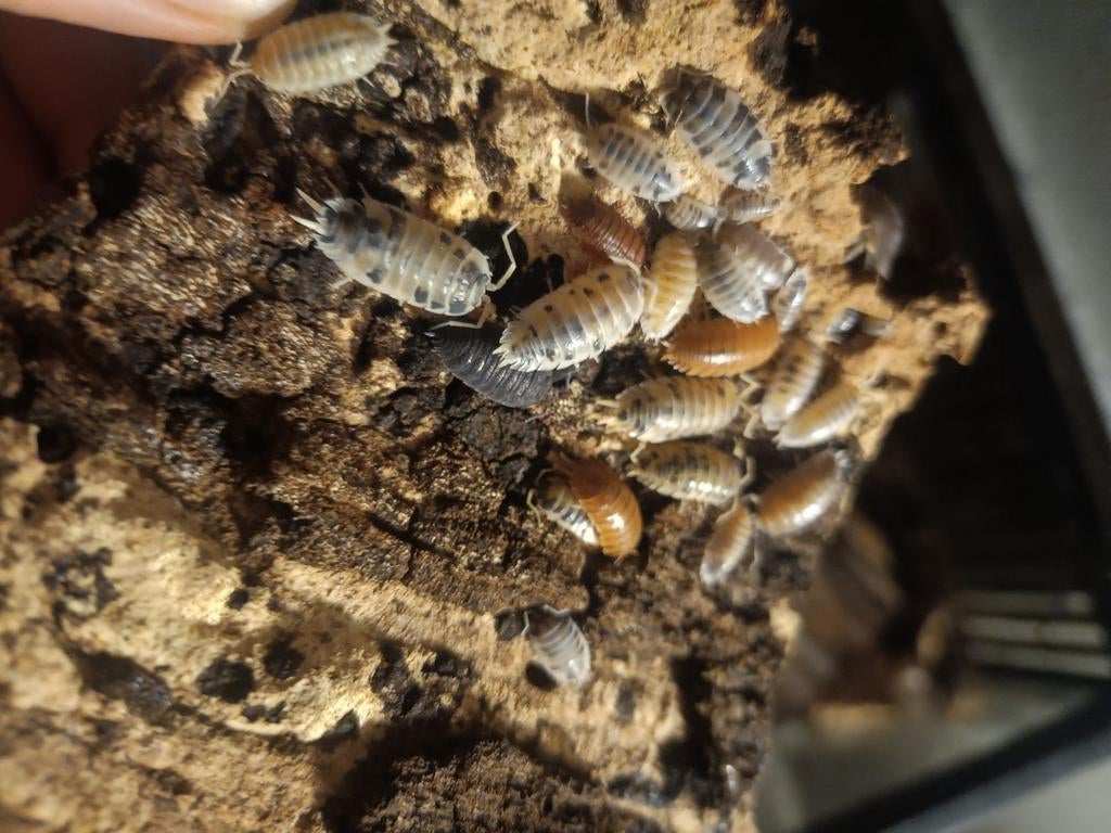 Porcellio mix, Dieren en Toebehoren
