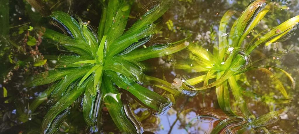 Plante pour bassin ou étang, Enlèvement