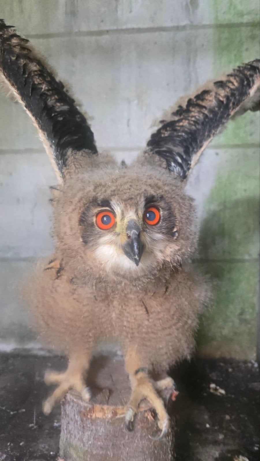 Europese Oehoe (Bubo bubo) – Jonge 2026 handopfok, Dieren en Toebehoren, Vogels | Overige Vogels