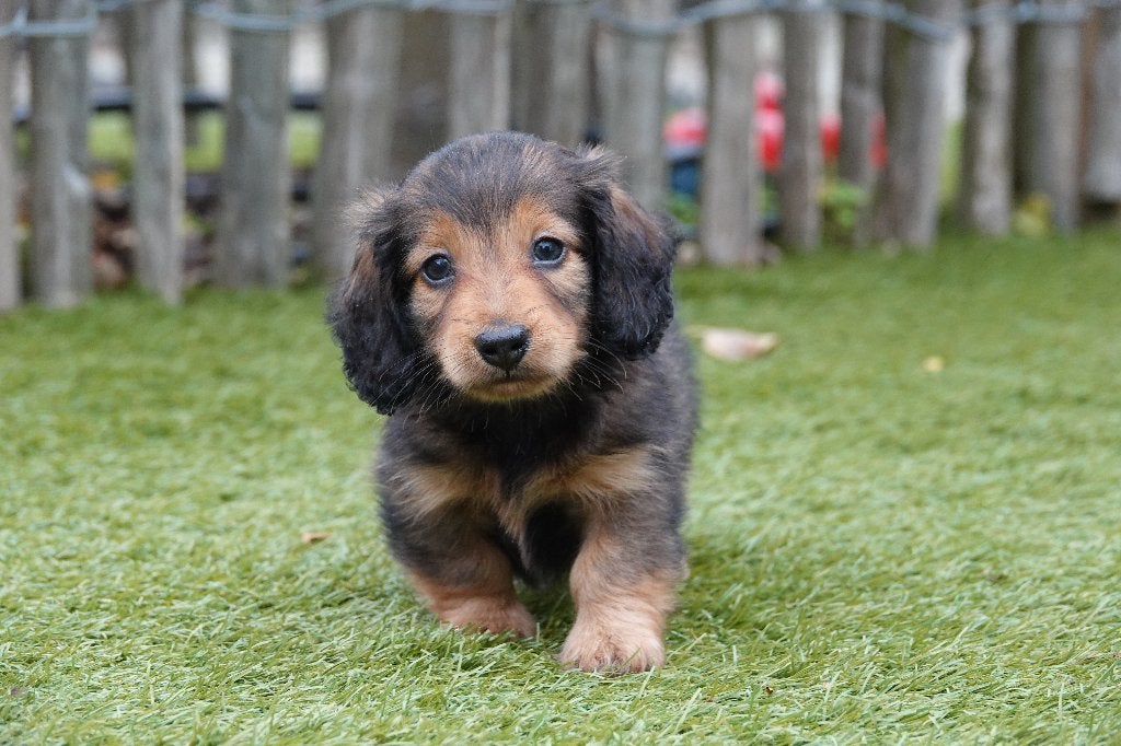 Chiots teckels nains à poil long, avec pedigree, Maladie de Carré (chiens), Poils longs, Plusieurs, Nain