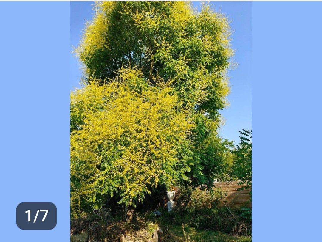 bijenboom schaduwboom Koele. Paniculata te Turnhout, Tuin en Terras, Ophalen