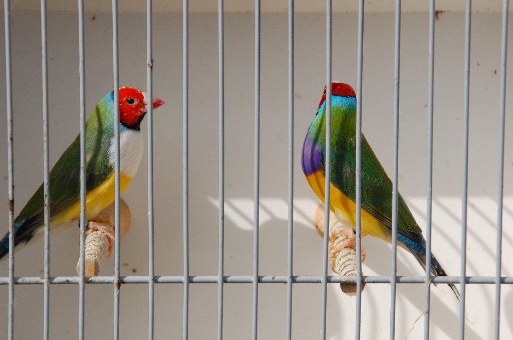gouldamandine, Dieren en Toebehoren, Vogels | Overige Vogels