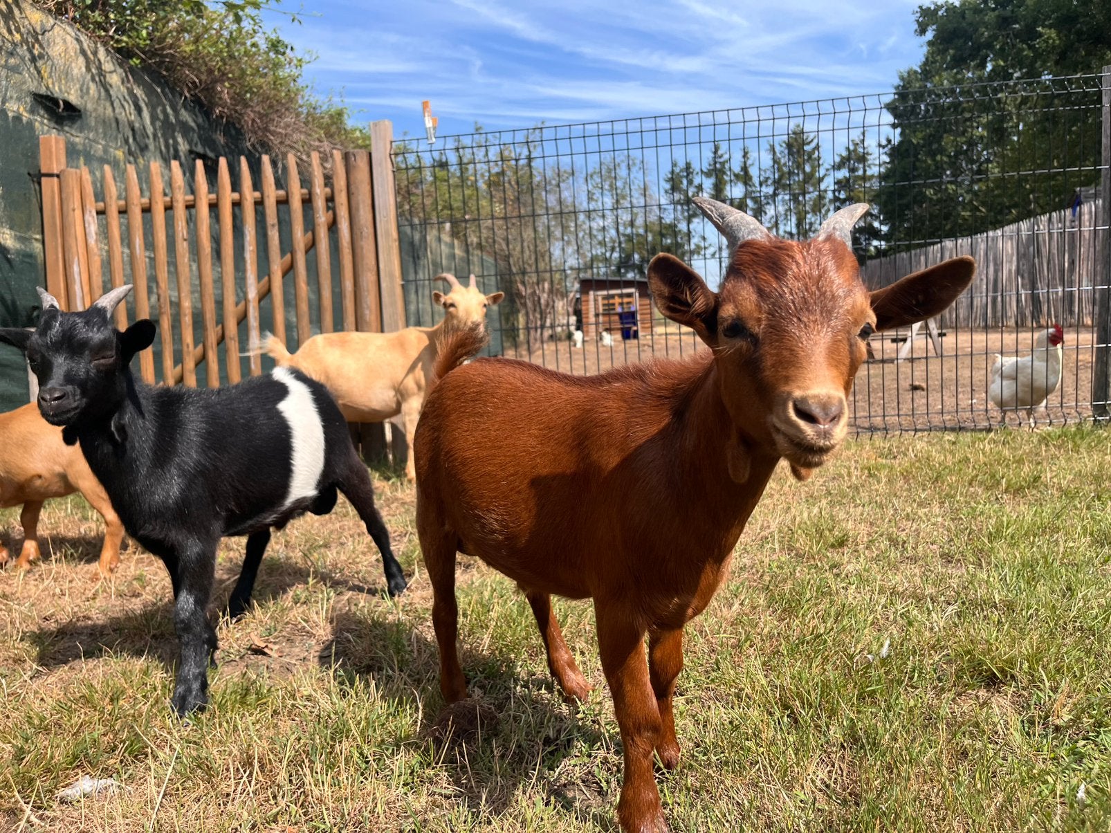 Abrikoos bokje, Dieren en Toebehoren