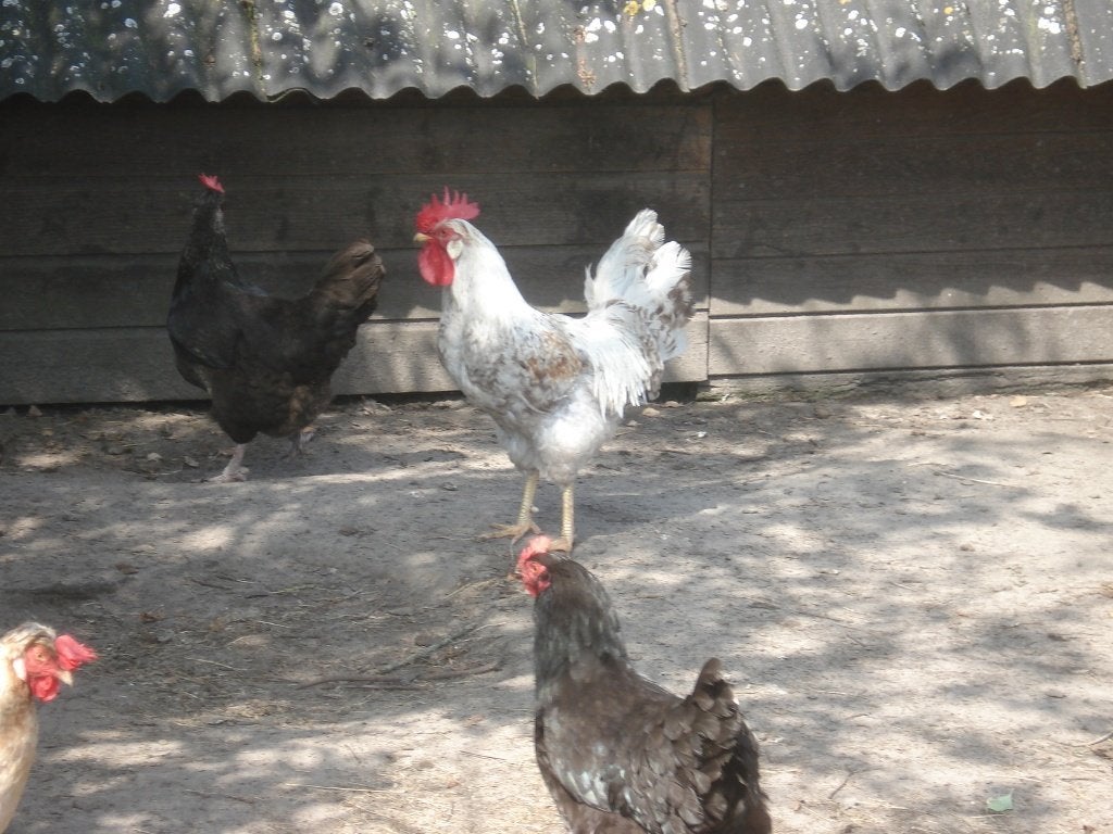 cream legbar haan, Dieren en Toebehoren, Mannelijk, Kip